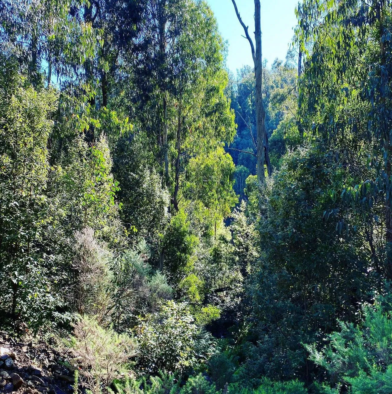 Parks and Trails, Kinglake National Park