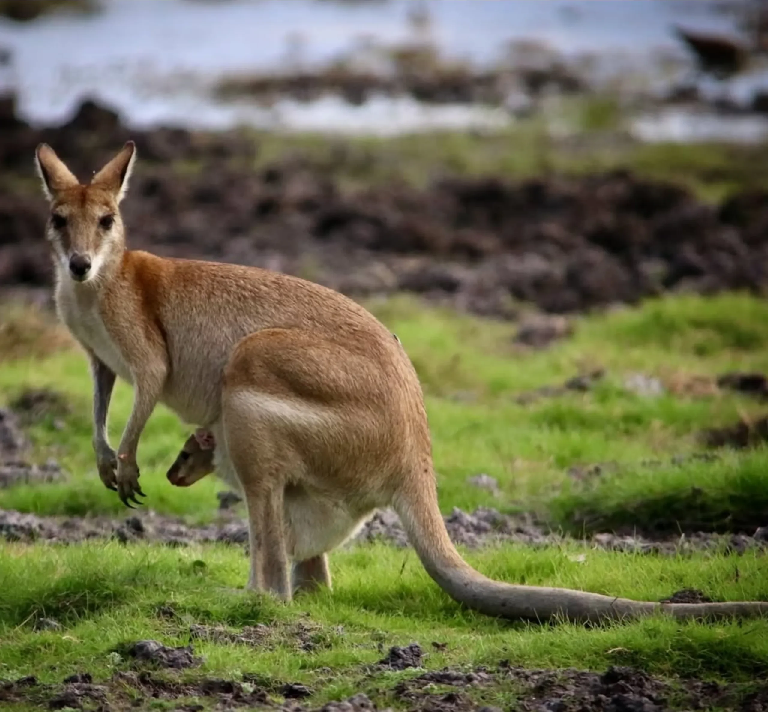 Wildlife, Kakadu National Park