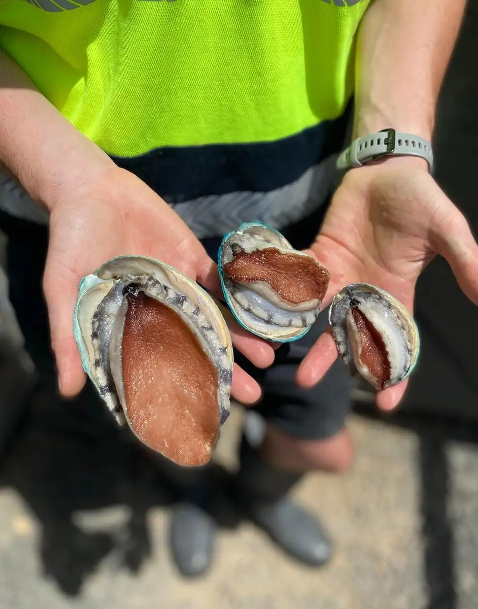Where Is the Abalone Farm Tour?